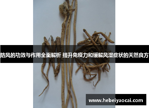 防风的功效与作用全面解析 提升免疫力和缓解风湿症状的天然良方