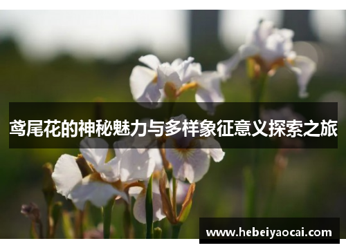鸢尾花的神秘魅力与多样象征意义探索之旅